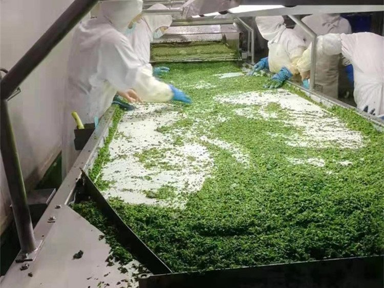 耐油輸送帶正常運轉中 耐油輸送帶正常運轉中